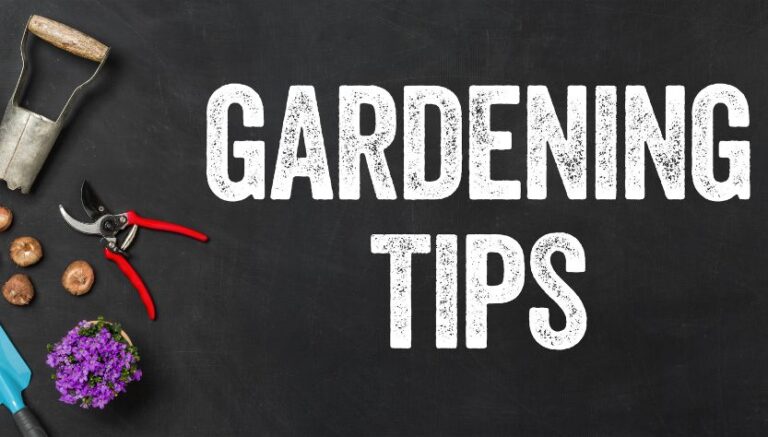 8 Best Gardening Tips for Bountiful Vegetable Harvesting and Beautiful Flowers