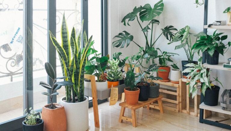 10 Must-Have Indoor Plants in America: Add Greenery and Freshen Your Air!