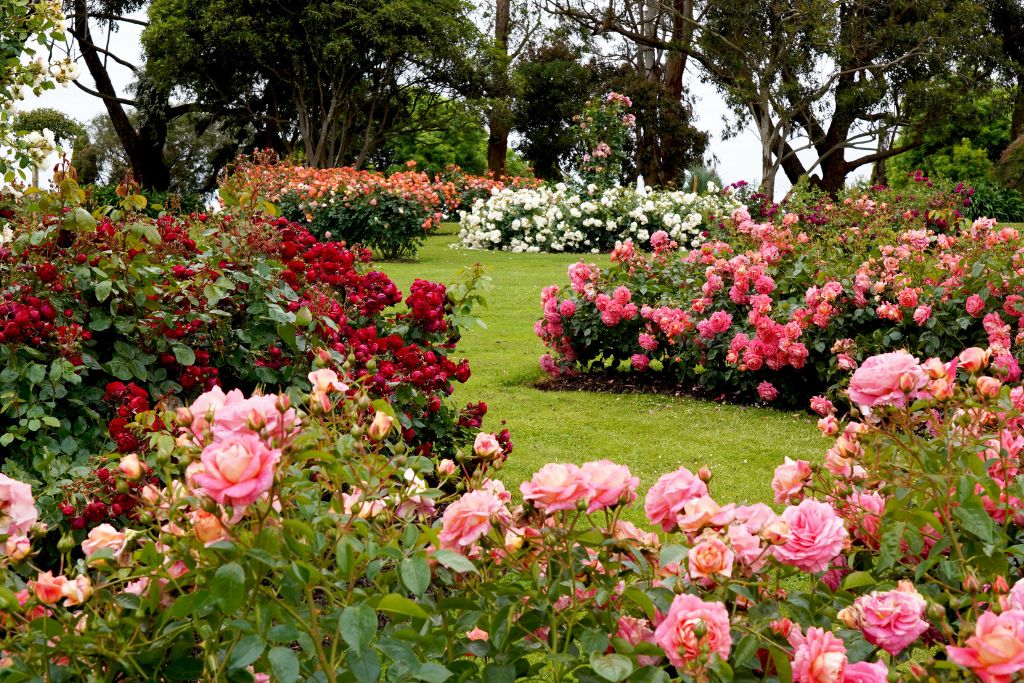 How To Plant A Rose Garden