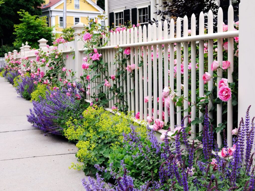 Rosy walls and fences 1