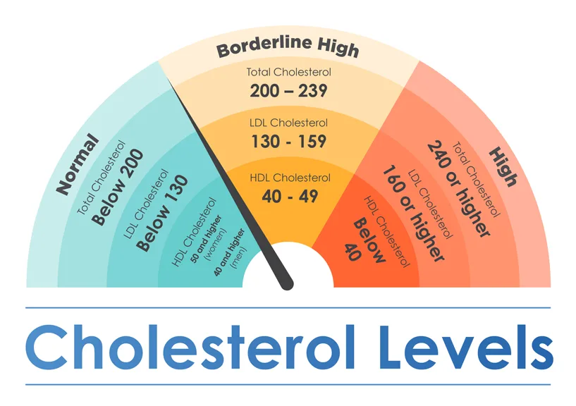 Cholesterol Levels for Seniors
